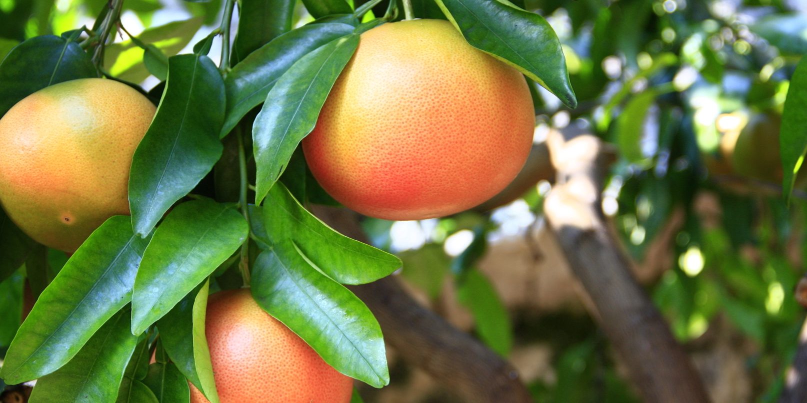 ripe grapefruit fruits on the tree